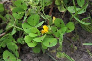 Medicago arabica